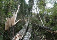 Miškų tvarkymas krūmynų pjovimas šakų smulkinimas šakų genejimas... SKELBIMAI Skelbus.lt